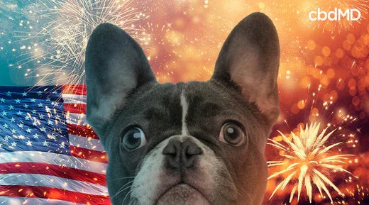 A dog with a scared facial expression as fireworks go off in the background with an american flag there as well - cbdMD