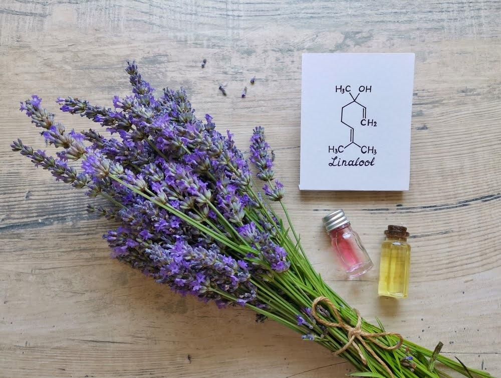lavender sprigs and linalool oil in tincture bottles on a wooden counter