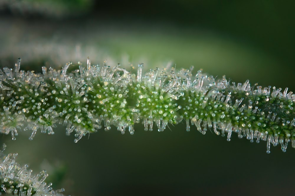 Macro detail of cannabis flower ready for harvest with visible trichomes