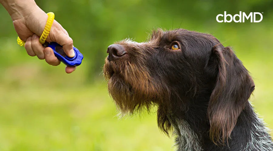 Hand holding clicker training device in front of attentive dog outdoors