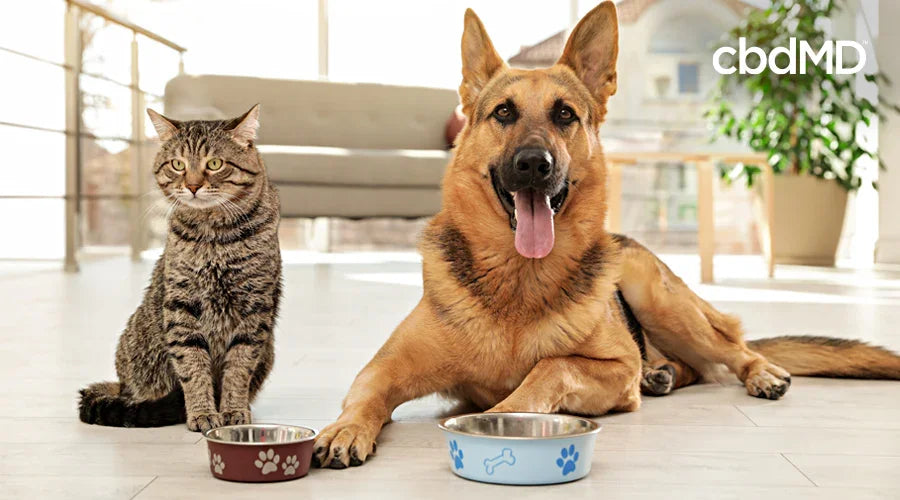 Making Smart Choices for Your Pet’s Wellness - cbdMD