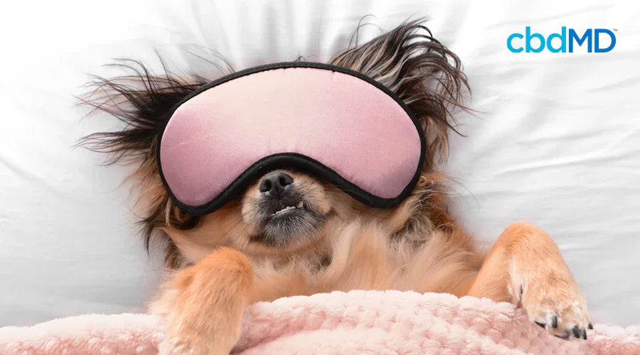 Small dog wearing a pink sleep mask, lying under a blanket on a bed, suggesting dog relaxation.