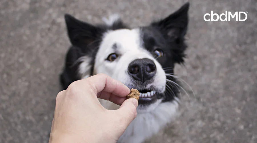 Hand offering a treat to a happy black and white dog outdoors