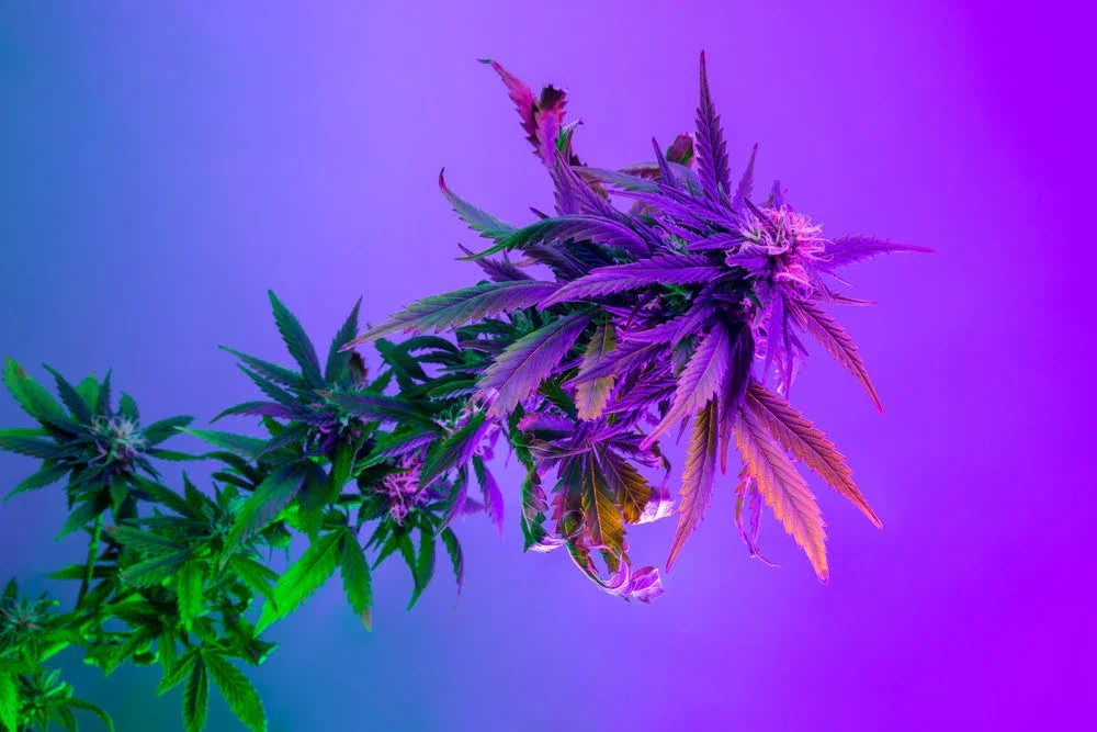 closeup of a cannabis plant against the backdrop of a purple light