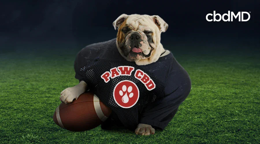 Bulldog in a football jersey with 'PAW CBD' logo, sitting on grass with football, nighttime setting.