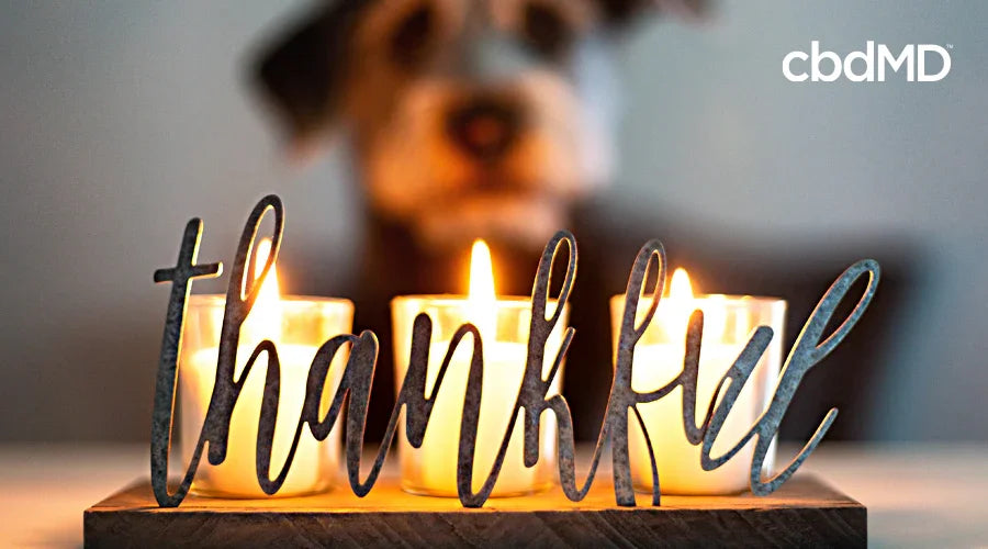 Pet Safety Tips for Thanksgiving - cbdMD