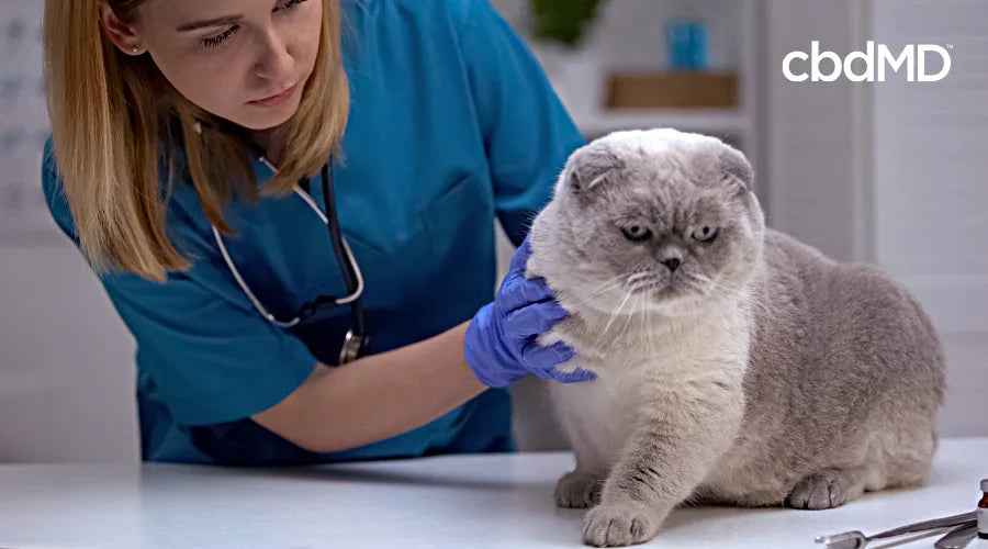 Veterinarian examining a gray Scottish Fold cat in a pet wellness clinic.