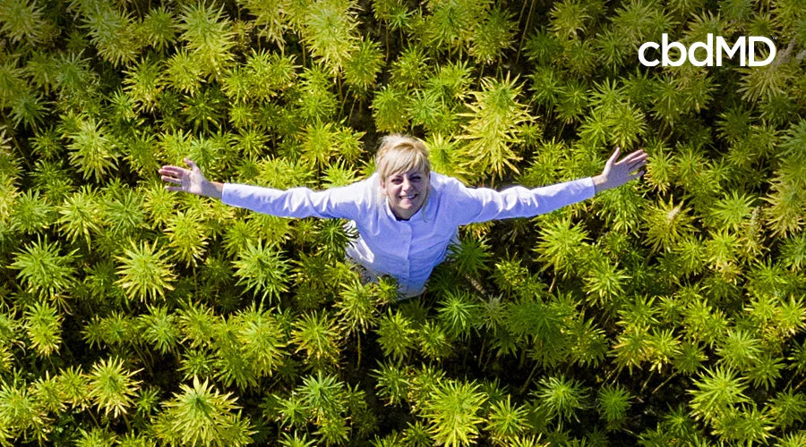 Person standing in lush hemp field with arms outstretched, aerial view, cbdMD logo in corner