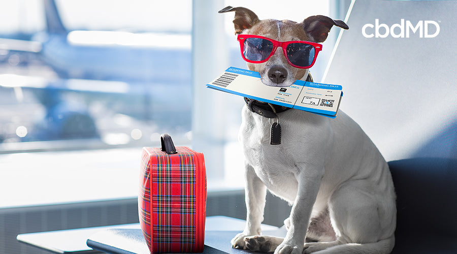 Travel with Pets: Helpful Tips for Taking Trips
