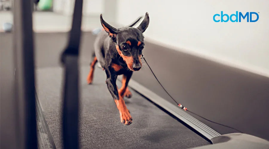 Small black and tan dog walking on treadmill indoors for pet exercise and health