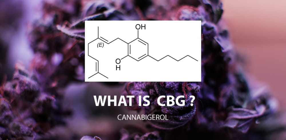 purple flower with the text what is cbg overlayed