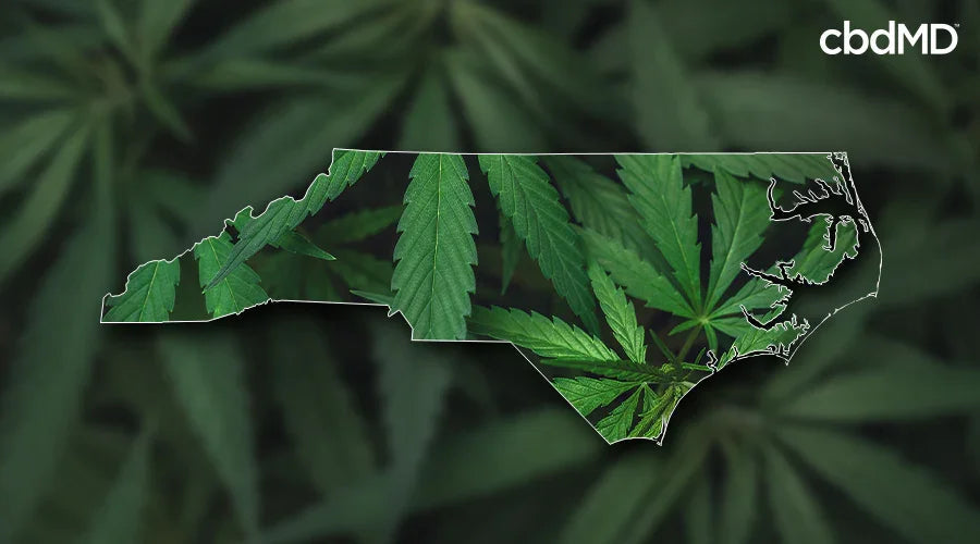 North Carolina state outline filled with hemp leaves, cbd, medical cannabis law theme