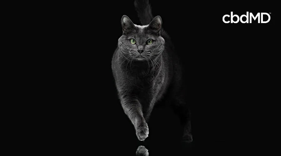 Why CBD Is Perfect When Your Cat Won't Let you Sleep - cbdMD