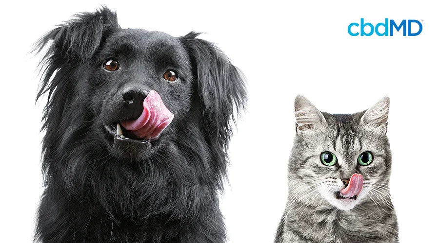 Which CBD Oil Product Is Right for My Pet? - cbdMD