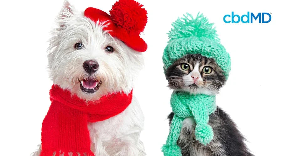 Winter Safety Tips for Pets - cbdMD