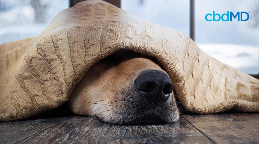 8 Ways the Holidays Can Stress Out Your Pet - cbdMD