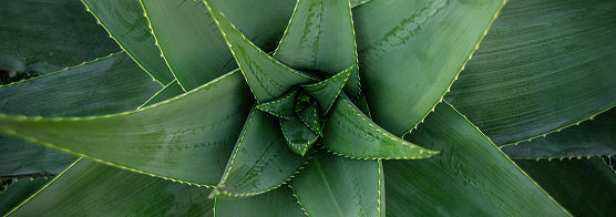 Aloe