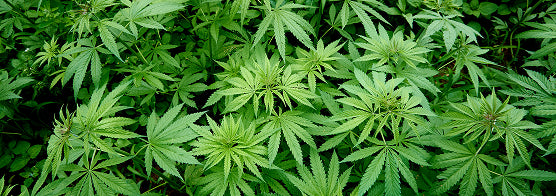 Hemp Extract