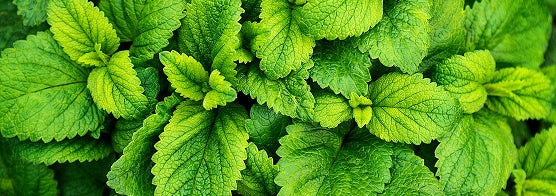 Cooling Menthol